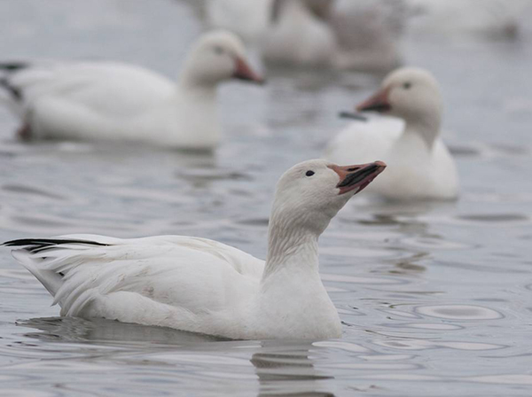 Photo of several Snow Geese on water.