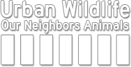 Urban Wildlife - Our Neighbors Animals