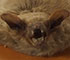 Image d'une grande chauve-souris brune naturalisée, vue en vol de face, étendue sur planche de bois