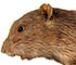 Image d'un rat surmulot naturalisé, vue de profil, tête vers la gauche, sur socle avec brindilles.