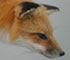 Image d'un renard roux naturalisé, vue de profil.