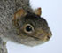 Image d'un écureuil gris naturalisé, en position pour descendre du bouleau, tête en bas, queue allongée.