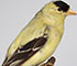 Image d'un chardonneret jaune naturalisé, perché sur une branche, vu de profil, tête vers la droite.