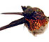 Image d'un colibri à gorge rubis naturalisé, en position de vol de face, tête tournée vers la gauche.