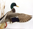 Image d'un canard colvert naturalisé, position d’envol, de profil, tête vers la droite, quenouilles à gauche.