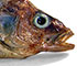 Image d'une Perchaude naturalisée, vue de profil la tête à droite.