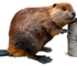Image d'un castor naturalisé, debout sur les pattes arrière, de profil, tête à droite près d’un bouleau.