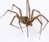 Image d'une araignée séchée et épinglée, vue de face en biais, tête vers la droite.