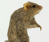 Image d'une souris commune naturalisée, vue de profil, debout sur pattes arrière, tête vers la droite.