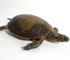 Image d'une tortue peinte naturalisée, vue de biais, tête vers la droite.