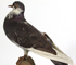 Image d'un pigeon biset naturalisé, vu de profil, tête vers la droite, perché sur socle brun.