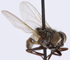 Image d'une mouche domestique séchée et épinglée, vue de biais, tête vers la droite, ailes déployées.