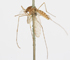 Image d'un moustique séché et épinglé, vu de biais, tête vers la gauche, ailes et pattes vers le bas.