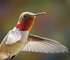 Image d'un colibri roux vivant, vu de profil, tête vers la droite, en plein vol. 