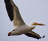 Image d'un pélican d'Amérique vivant, vue de contre-plongée, tête vers la droite, en plein vol, ailes étendues.