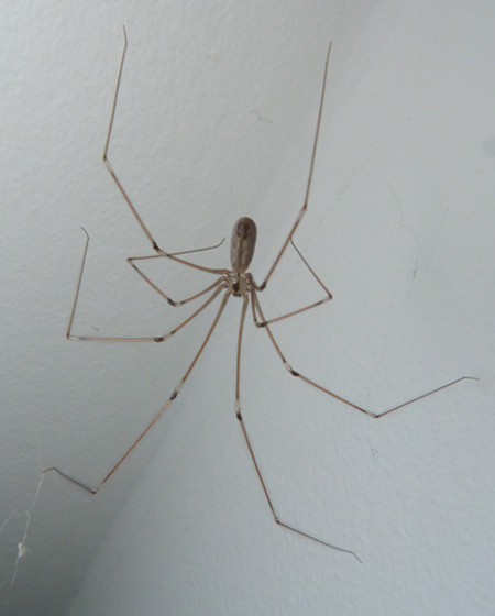 Cellar Spider | Our Wild Neighbors | Urban Wildlife