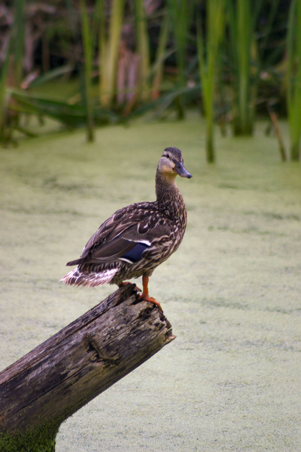 Photo of a Mallard Duck in a wetland, standing on a tree stump