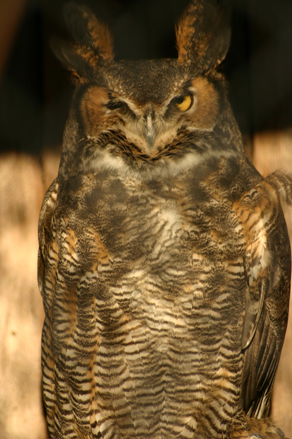 Photo of a Great-Horned Owl, frontal close-up view, right eye open.