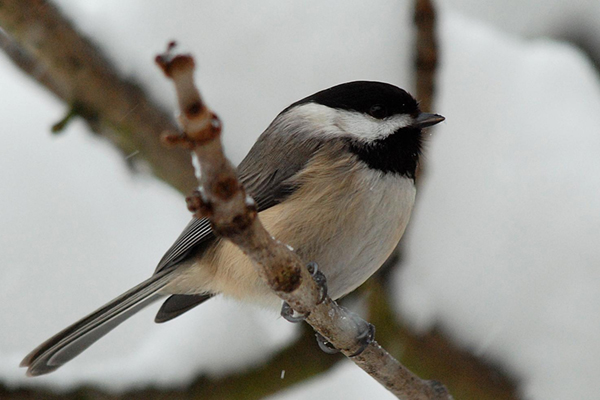 Photo d'un gros plan sur une Mésange à tête noire perchée sur une branche.