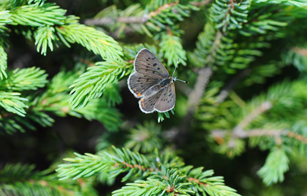 Photo d'un papillon, le Cuivré des tourbières est posé sur une branche de conifère, vue de haut.