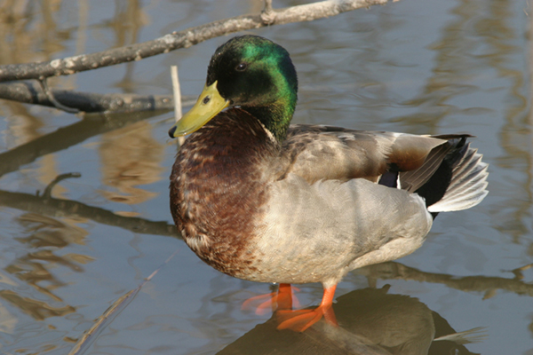 Photo d'un gros plan d’un Canard colvert, debout les pattes dans l’eau, vue de biais.