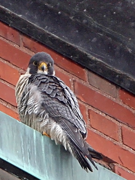 Photo d'un faucon pèlerin perché sur une gouttière contre un mur de brique rouge.