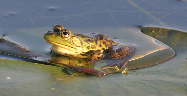 Photo d'un ouaouaron au repos sur de la végétation dans l’eau.