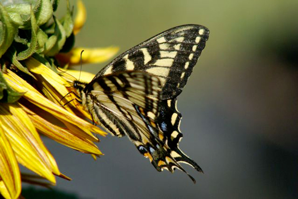 Photo d'un papillon Machaon posé sur des pétales de fleur, vu de côté.