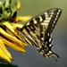 Photo of a side view of an Oregon Swallowtail Butterfly on flower petals.