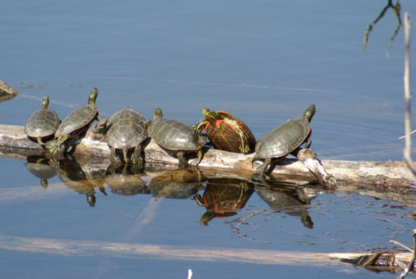 Photo of several Painted Turtles on a log floating on a body of water.