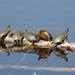 Photo de tortues peintes sur un tronc d’arbre qui flotte sur un plan d’eau.