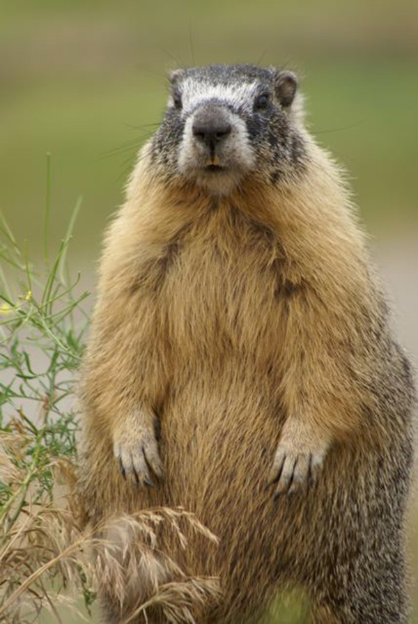 Photo d'une marmotte à ventre jaune debout aux aguets, vue de face, les pattes avant allongées sur le ventre.