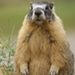 Photo d'une marmotte à ventre jaune debout aux aguets, vue de face, les pattes avant allongées sur le ventre.