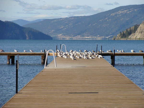Photo d'un rassemblement d’oiseaux sur un quai en bois, un plan d’eau et des montagnes au loin.