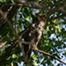 Photo of a profile view of a Long-Eared Owl on a branch, head  turned towards the photographer, tree in leaf.
