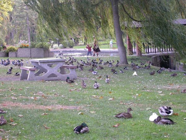 Photo de Canards colverts sur le gazon d’un parc, table à pique-nique, saule en avant-plan et promeneurs.