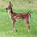 Article on the problem of fawns in the region from the Vernon Morning Star newspaper.