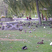 Photo of Mallard Ducks on grass in a park, picnic table, tree, and people strolling.