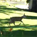 Video of a fawn running in a Vernon resident’s backyard.