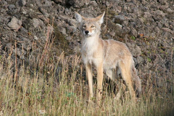 Photo d'un coyote debout dans un champ, monticule de roches en arrière-plan.